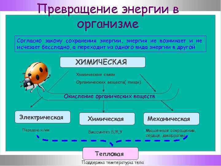 Химическая энергия органических веществ. Превращение веществ и энергии в организме человека. Превращение энергии в организме. Виды энергии в организме человека. Виды и превращения энергии в организме.