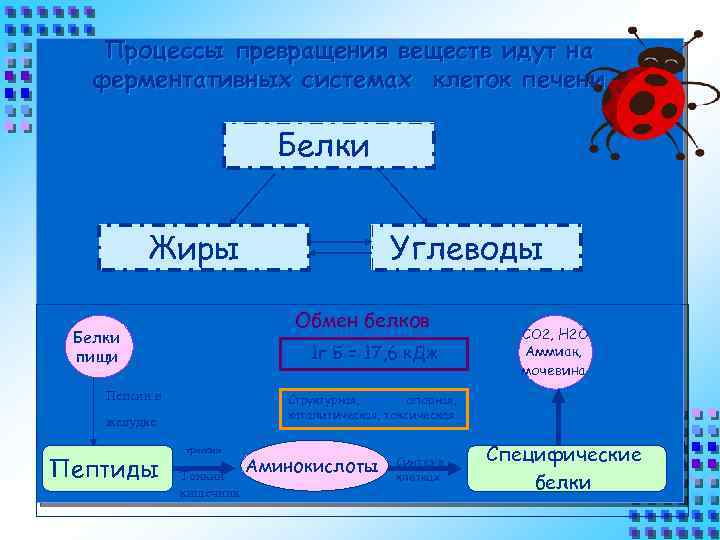 Процессы превращения веществ идут на ферментативных системах клеток печени Белки Жиры Обмен белков Белки