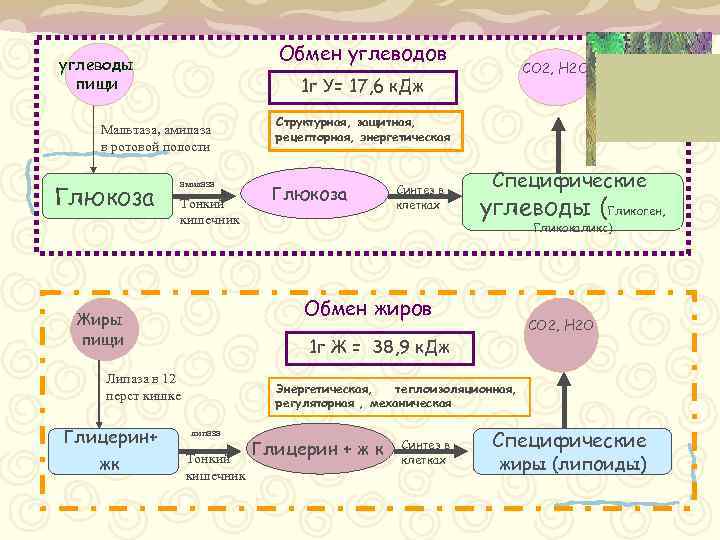 Обмен углеводов углеводы пищи 1 г У= 17, 6 к. Дж Мальтаза, амилаза в