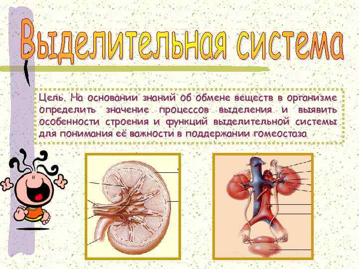 Цель. На основании знаний об обмене веществ в организме определить значение процессов выделения и