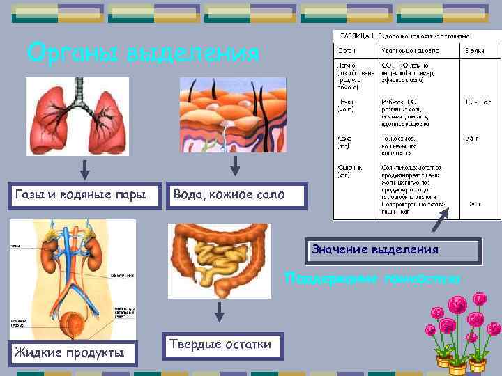 Органы выделения Газы и водяные пары Вода, кожное сало Значение выделения Поддержание гомеостаза Жидкие