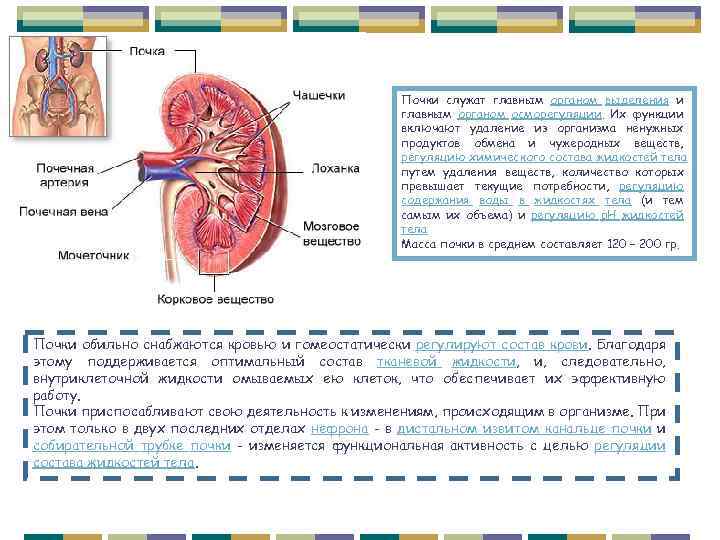 Почки служат главным органом выделения и главным органом осморегуляции. Их функции включают удаление из