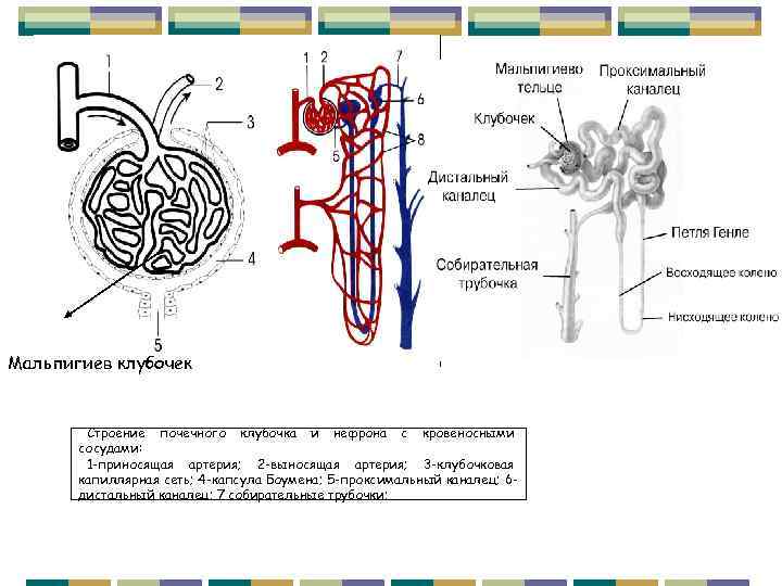 Мальпигиев клубочек Строение почечного клубочка и нефрона с кровеносными сосудами: 1 -приносящая артерия; 2