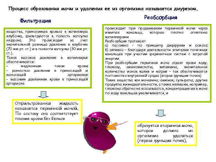 Процесс образования мочи и удаления ее из организма называется диурезом. Фильтрация вещества, приносимые кровью