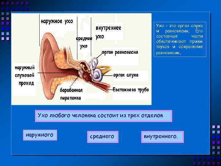 Ухо - это орган слуха и равновесия. Его составные части обеспечивают прием звуков и