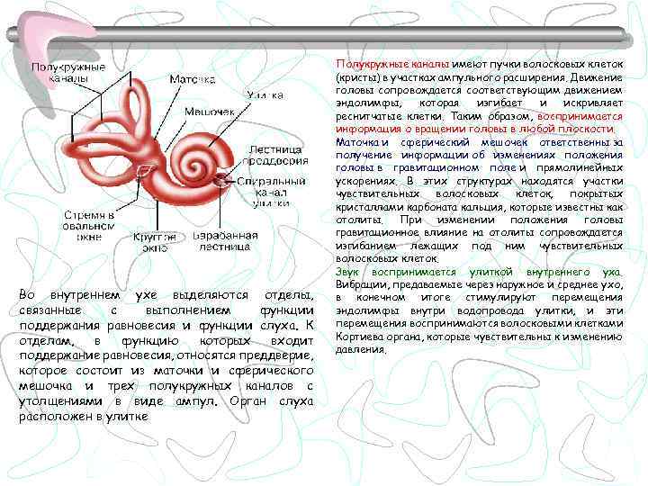 Во внутреннем ухе выделяются отделы, связанные с выполнением функции поддержания равновесия и функции слуха.