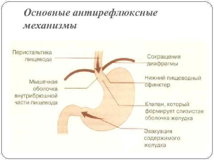 Основные антирефлюксные механизмы 