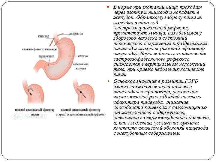  В норме при глотании пища проходит через глотку и пищевод и попадает в