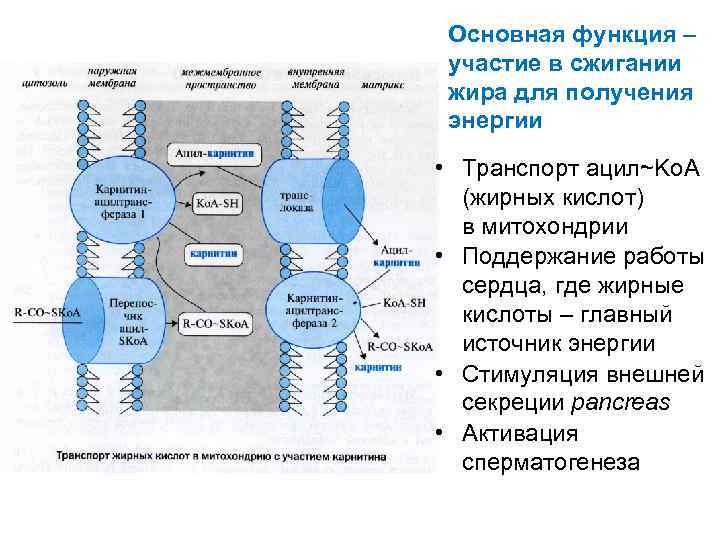 Основная функция – участие в сжигании жира для получения энергии • Транспорт ацил~Ko. A