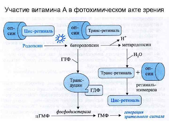 Участие витамина А в фотохимическом акте зрения 