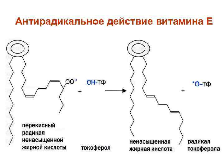 Антирадикальное действие витамина Е 