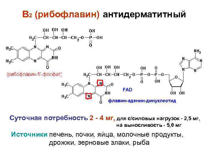 B 2 (рибофлавин) антидерматитный Суточная потребность 2 - 4 мг, для с/силовых нагрузок 2,