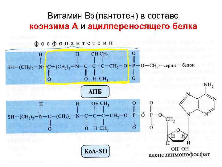 Витамин В 3 (пантотен) в составе коэнзима А и ацилпереносящего белка 