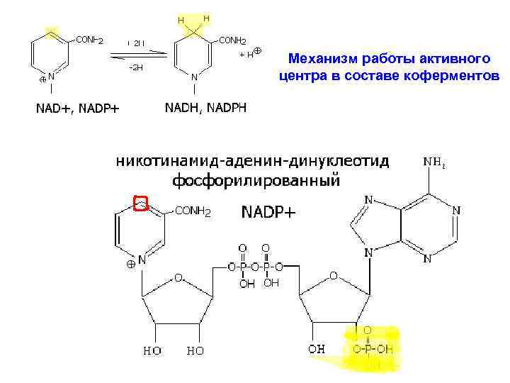 Механизм работы активного центра в составе коферментов 
