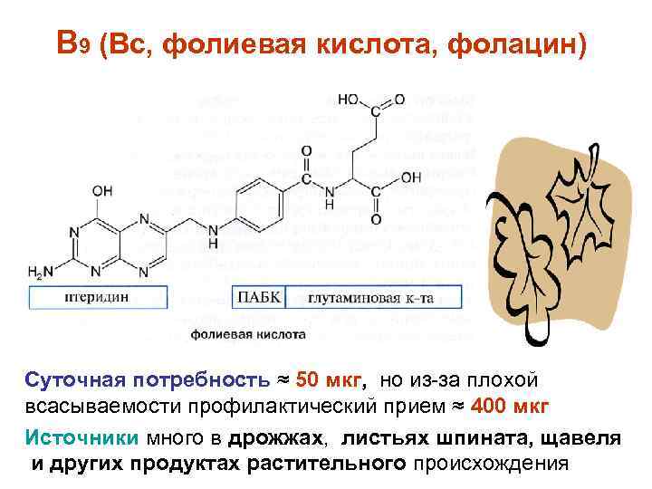 В 9 (Вс, фолиевая кислота, фолацин) Суточная потребность ≈ 50 мкг, но из за