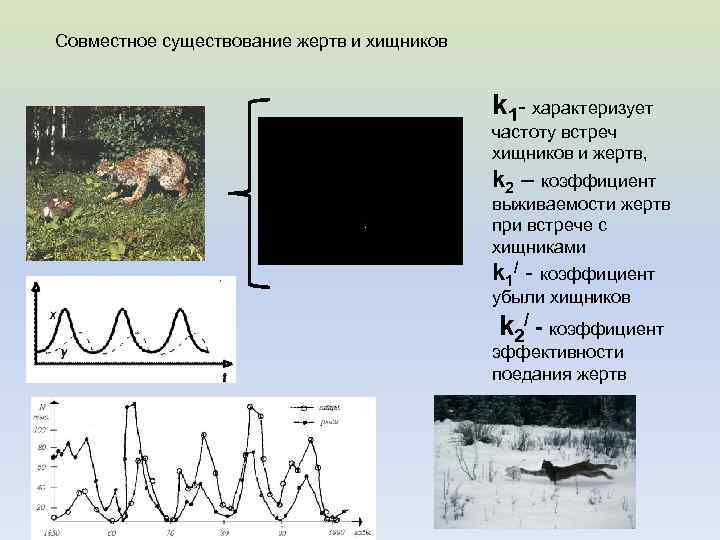 Совместное существование жертв и хищников k 1 - характеризует частоту встреч хищников и жертв,