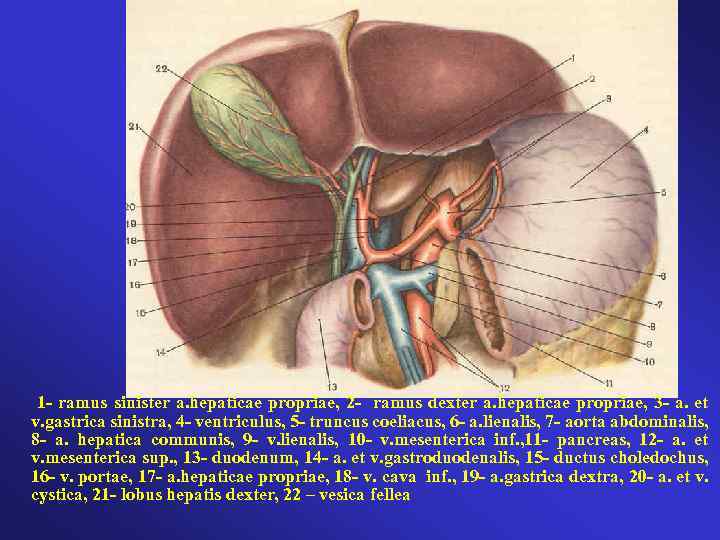  1 - ramus sinister a. hepaticae propriae, 2 - ramus dexter a. hepaticae