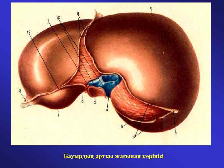 Бауырдың артқы жағынан көрінісі 