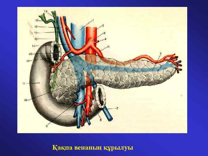 Қақпа венаның құрылуы 