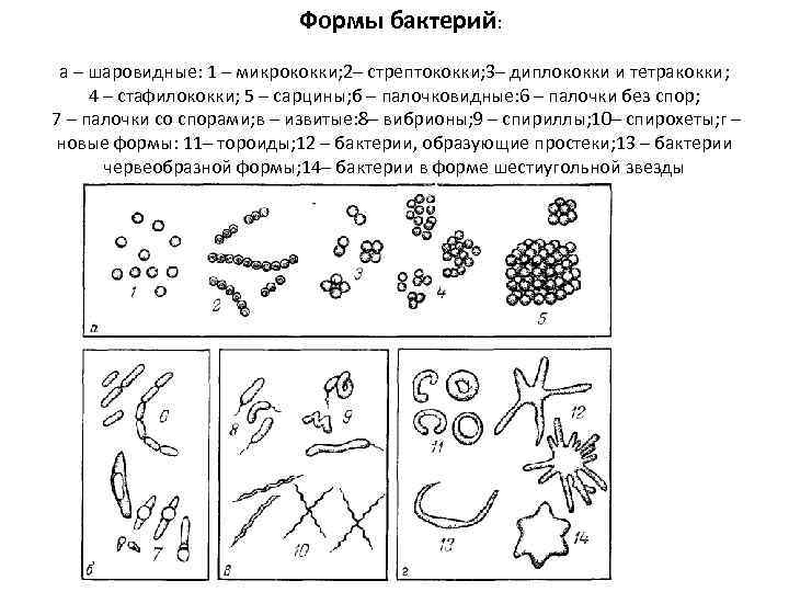 Формы бактерий: а – шаровидные: 1 – микрококки; 2– стрептококки; 3– диплококки и тетракокки;