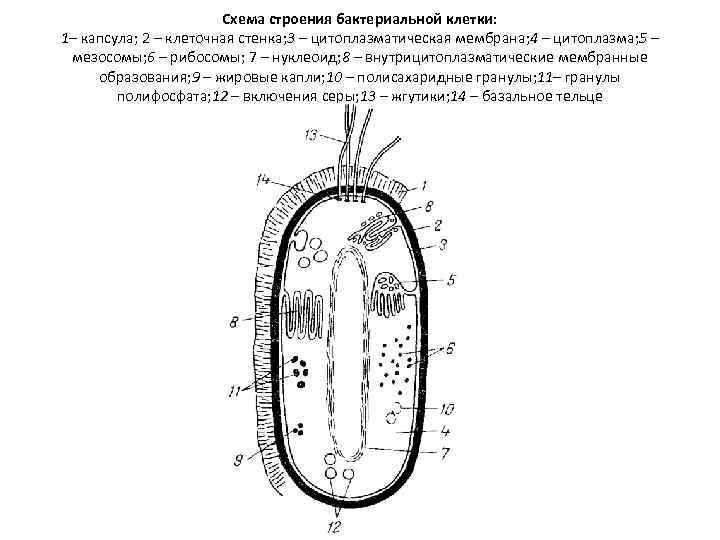 Схема строения бактериальной клетки: 1– капсула; 2 – клеточная стенка; 3 – цитоплазматическая мембрана;