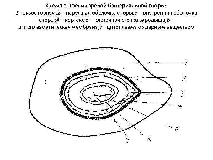 Схема строения зрелой бактериальной споры: 1– экзоспориум; 2 – наружная оболочка споры; 3 –