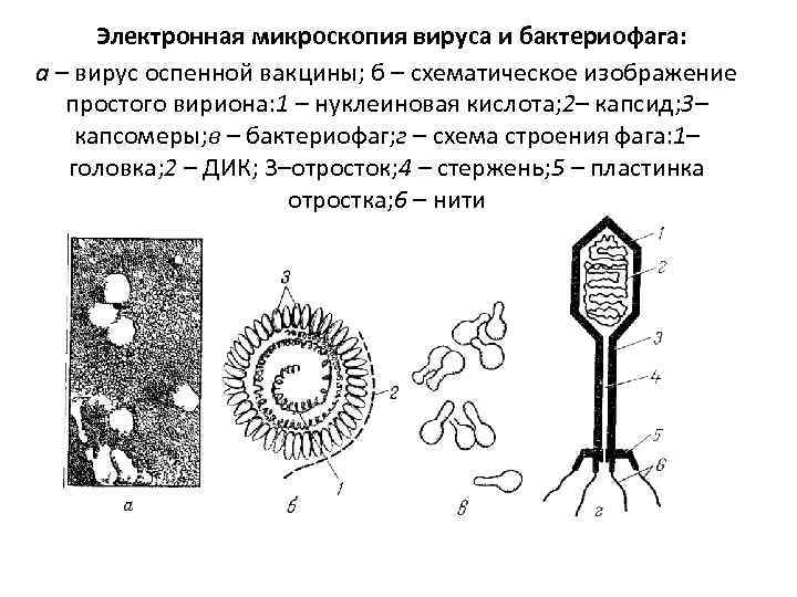 Электронная микроскопия вируса и бактериофага: а – вирус оспенной вакцины; б – схематическое изображение
