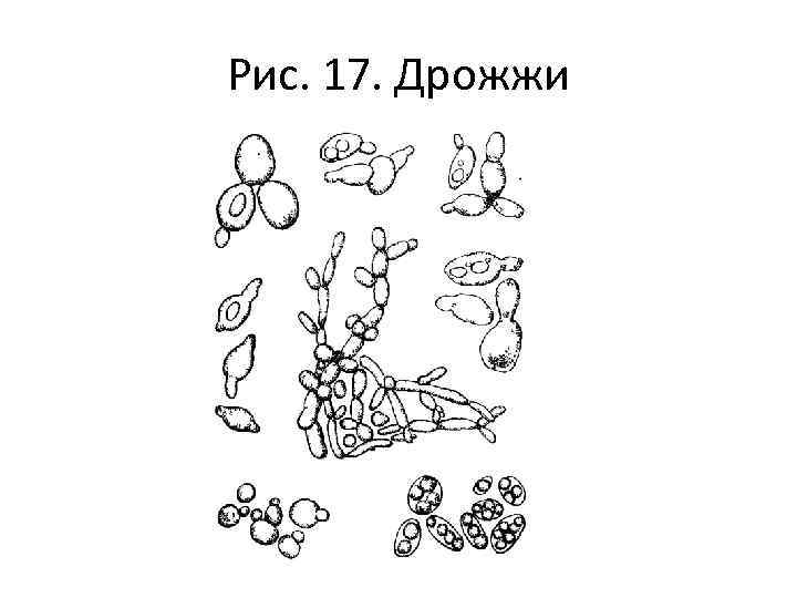 Рис. 17. Дрожжи 