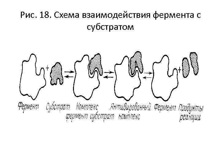 Рис. 18. Схема взаимодействия фермента с субстратом 