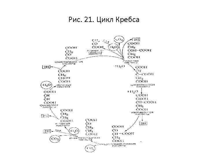 Рис. 21. Цикл Кребса 