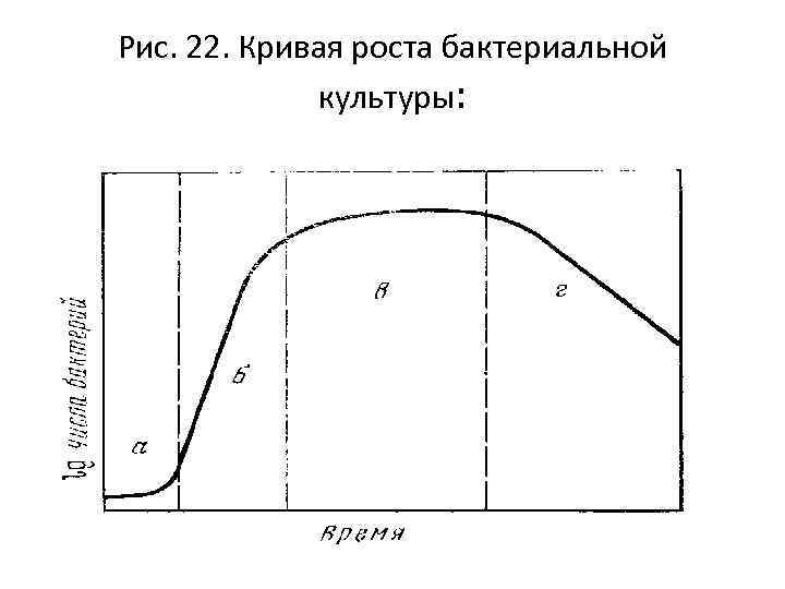 Рис. 22. Кривая роста бактериальной культуры: 