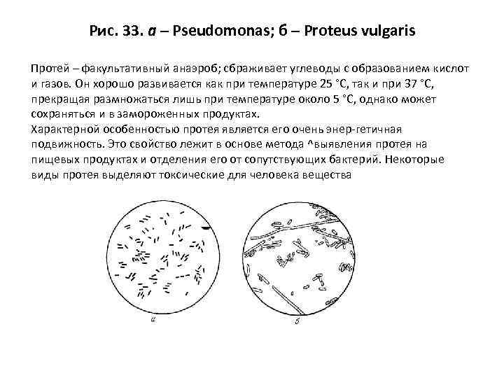 Рис. 33. а – Pseudomonas; б – Proteus vulgaris Протей – факультативный анаэроб; сбраживает
