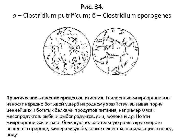 Рис. 34. а – Clostridium putrificum; б – Clostridium sporogenes Практическое значение процессов гниения.