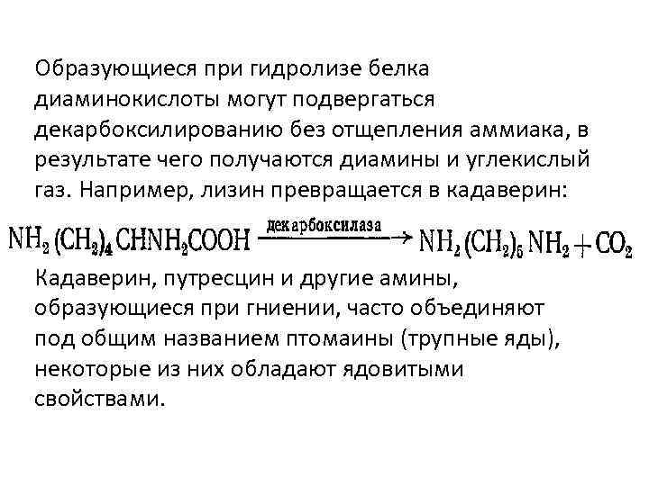 Образующиеся при гидролизе белка диаминокислоты могут подвергаться декарбоксилированию без отщепления аммиака, в результате чего