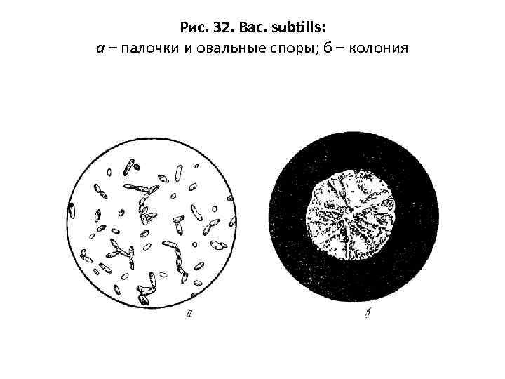 Рис. 32. Вас. subtills: а – палочки и овальные споры; б – колония 