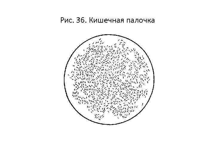 Рис. 36. Кишечная палочка 