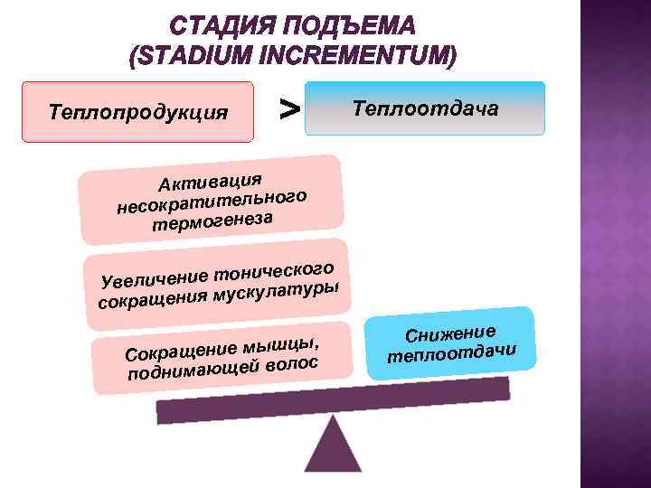 СТАДИЯ ПОДЪЕМА (STADIUM INCREMENTUM) Теплопродукция > Теплоотдача Активация ного есократитель н термогенеза кого чение