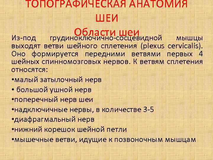 ТОПОГРАФИЧЕСКАЯ АНАТОМИЯ ШЕИ Области шеи Из-под грудиноключично-сосцевидной мышцы выходят ветви шейного сплетения (plexus cervicalis).