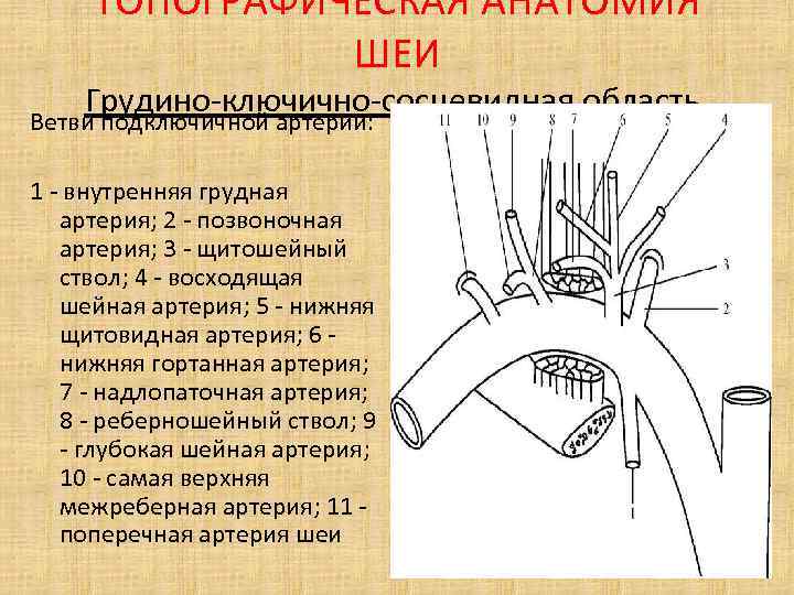 Ход подключичной артерии