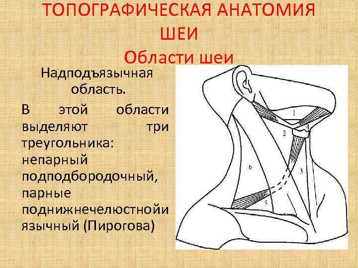 ТОПОГРАФИЧЕСКАЯ АНАТОМИЯ ШЕИ Области шеи Надподъязычная область. В этой области выделяют три треугольника: непарный