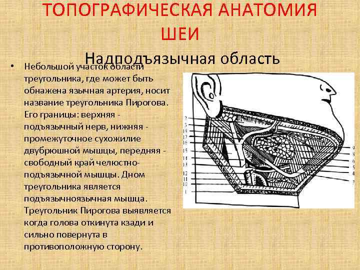 Треугольники шеи топографическая анатомия