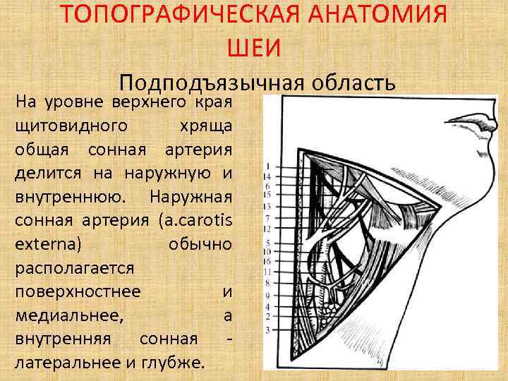 ТОПОГРАФИЧЕСКАЯ АНАТОМИЯ ШЕИ Подподъязычная область На уровне верхнего края щитовидного хряща общая сонная артерия