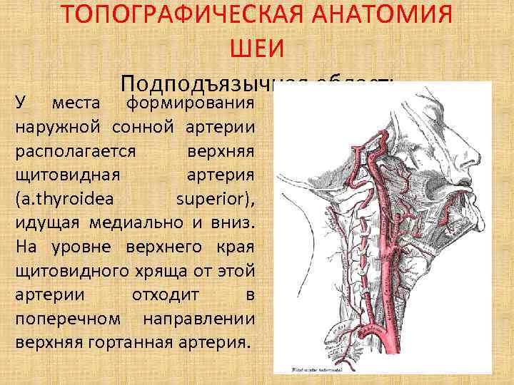 ТОПОГРАФИЧЕСКАЯ АНАТОМИЯ ШЕИ Подподъязычная область У места формирования наружной сонной артерии располагается верхняя щитовидная