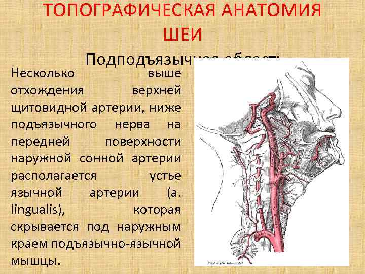 ТОПОГРАФИЧЕСКАЯ АНАТОМИЯ ШЕИ Подподъязычная область Несколько выше отхождения верхней щитовидной артерии, ниже подъязычного нерва