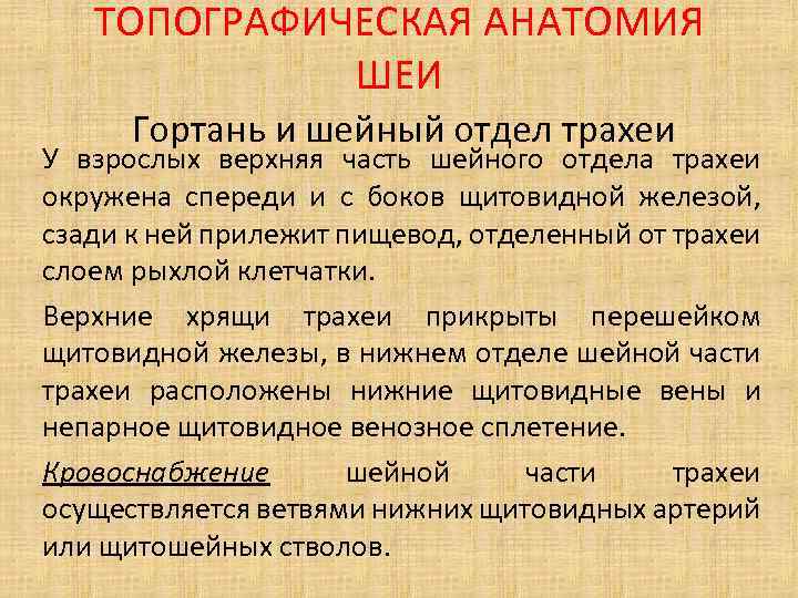 ТОПОГРАФИЧЕСКАЯ АНАТОМИЯ ШЕИ Гортань и шейный отдел трахеи У взрослых верхняя часть шейного отдела