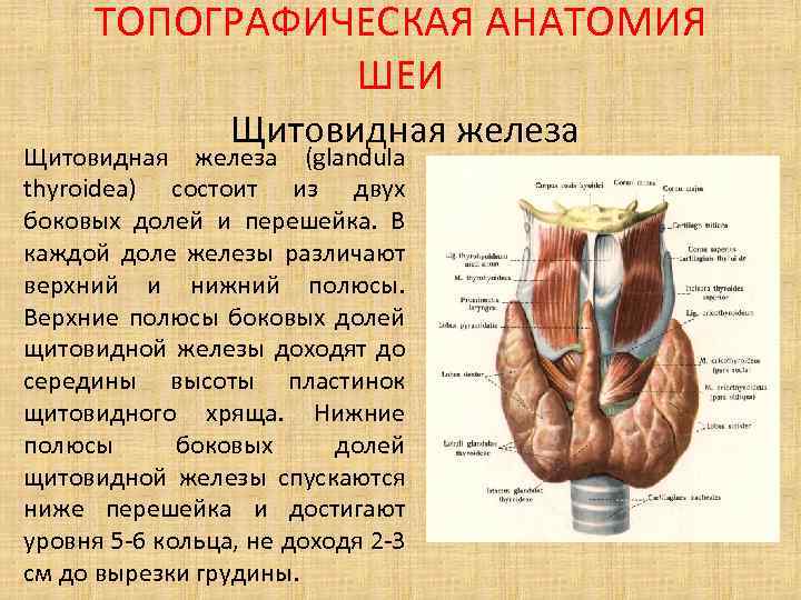 Анатомия щитовидной железы картинки