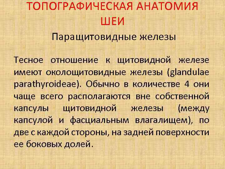 ТОПОГРАФИЧЕСКАЯ АНАТОМИЯ ШЕИ Паращитовидные железы Тесное отношение к щитовидной железе имеют околощитовидные железы (glandulae