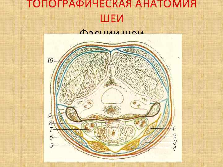 Схемы по топографической анатомии