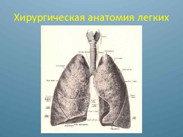 Анатомия легких