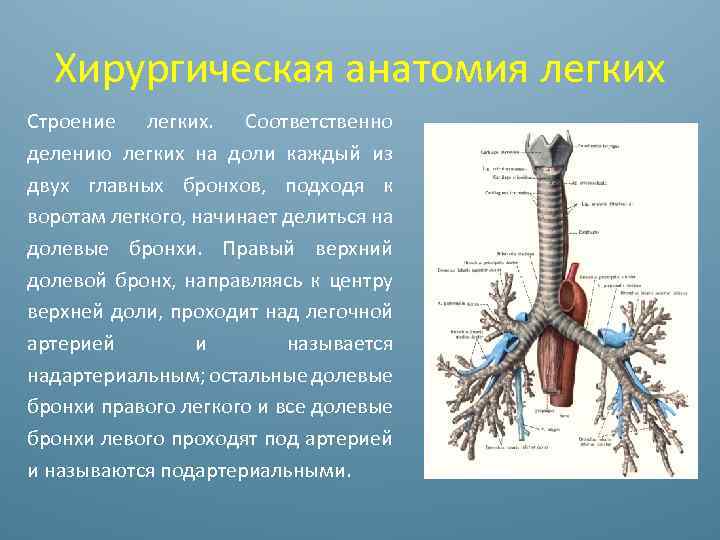 Левый бронх делится. Долевые бронхи. Добавочный трахеальный бронх.